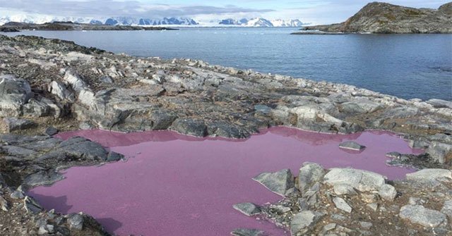The pond between Antarctica turned purple, scientists still do not understand why