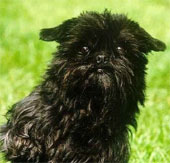 The poodle has the beauty of