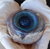 The power of animal eyes