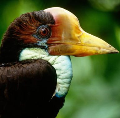 The precious horned bird is more than ivory