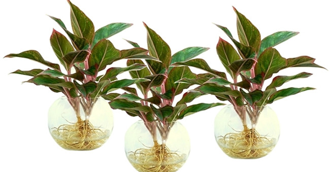 The precious tree planting technique brings rich fortune to homeowners