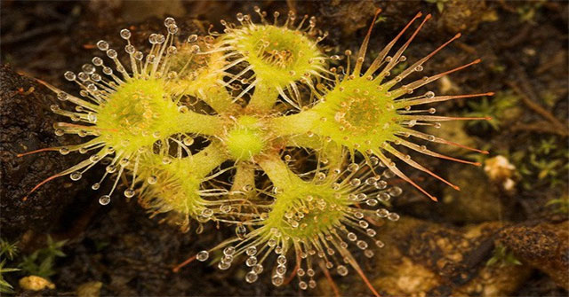 The predatory species has the most perfect trap mechanism: Super-long tassel, straight-edged 'mouth' full of acid bait