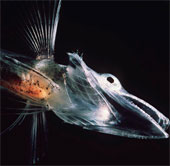 The price to pay for the fish that live in Antarctica