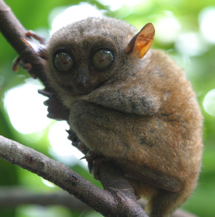 The primate 'talks' with ultrasound