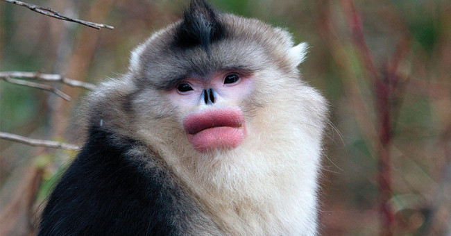 The primates are full of roses every mating season