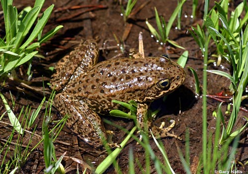 The probiotic bacteria prevents dangerous skin diseases in frogs