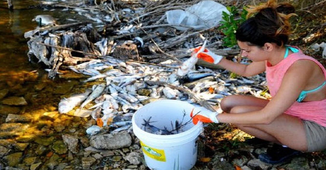 The process of collecting fish dies due to algal blooms in Florida