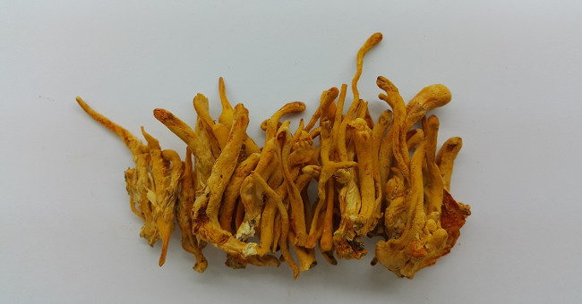 The process of culturing Cordyceps pupae in China