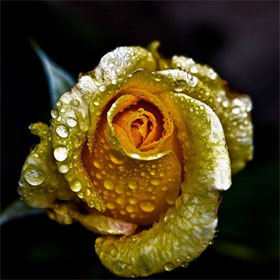 The process of making gold inlaid roses and the know-how