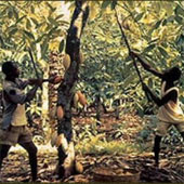The process of molding chocolate from cocoa