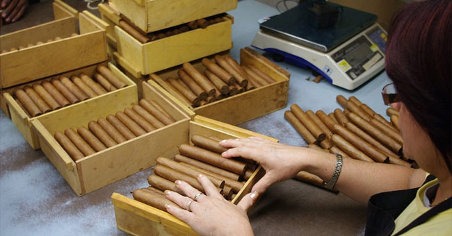 The process of producing famous cigars in Cuba