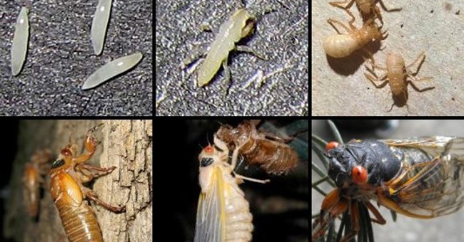 The process of pupating molting into cicadas