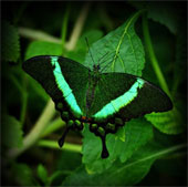 The prospect of color changes like butterfly wings