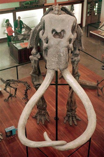 The prospect of reviving mammoths