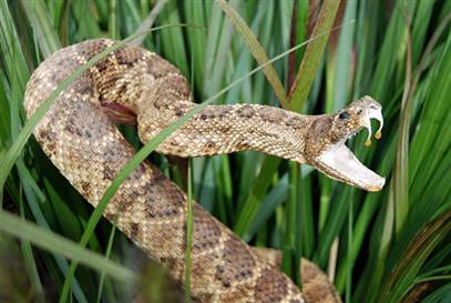 The protein of snake evolved to adapt