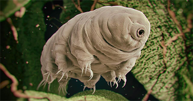 The protein that makes water bears immortal