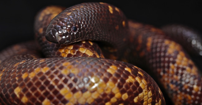 The python has a hard skin like armor
