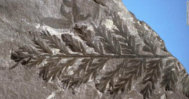 The quest for the forest 280 million years ago in Antarctica