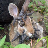 The rabbit 'monster' grows horny all over his head