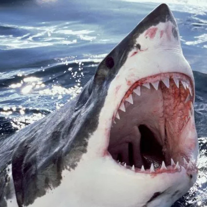 The race 'see who is the best' in the animal kingdom