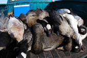 The 'rain' of thousands of geese died in America