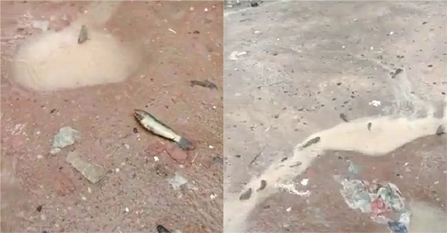 The rain poured hundreds of fish into Indian town