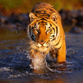 The rare Bengal tiger is threatened with extinction