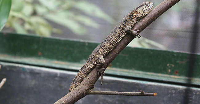 The rare lizard has a crocodile shape