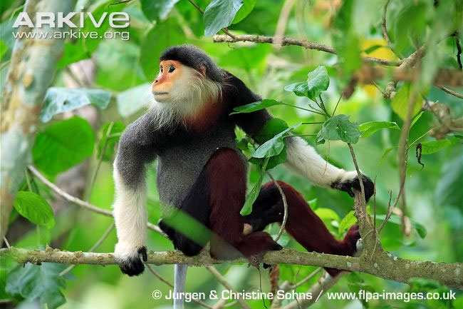 The rare species of langurs in Vietnam