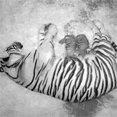 The rare tiger was born in America