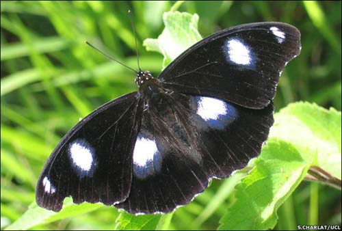 The rarer the male butterfly, the more female butterflies crave