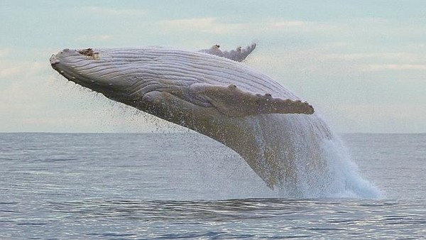 The rarest animal on the planet suddenly appeared