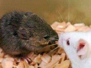 The rat called to attract mates is born by birth