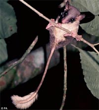 The rat does not know how to be drunk