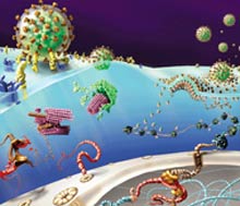 The rat species is involved in the study of AIDS medicines