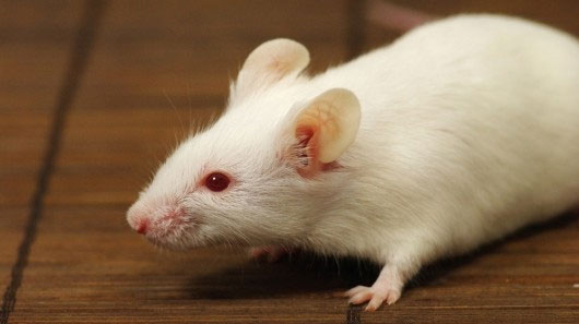 The rats are prostrate and have a human immune system
