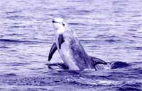 The real hegemon of the ocean