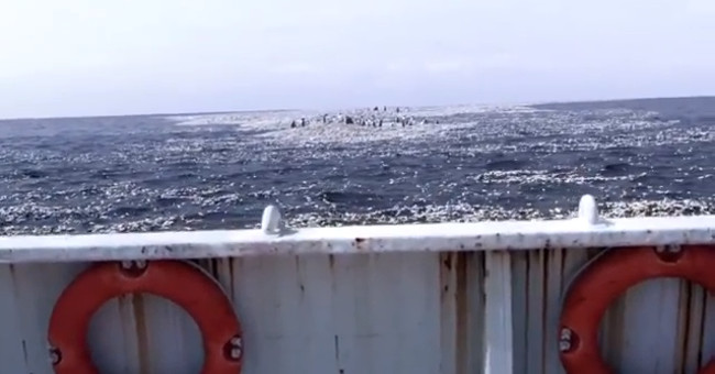 The real penguin lives on the trash island