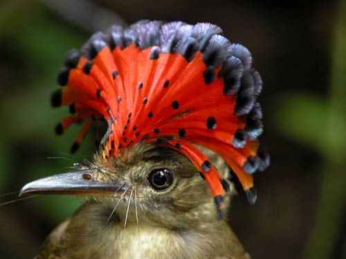 The real reason why birds migrate