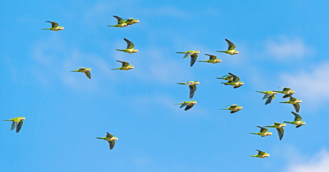 The reason birds don't crash into each other when flying
