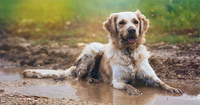 The reason dog hair smells bad when it comes to water