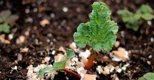 The reason for burying eggs in the soil of vegetables