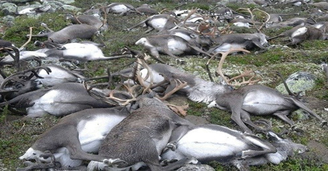The reason for hundreds of reindeer in Norway was struck by lightning