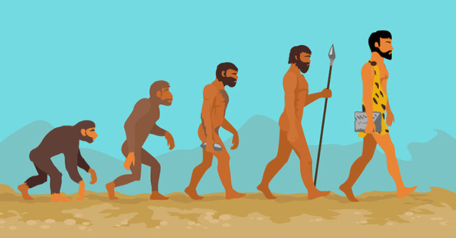 The reason humans don't have penile bones