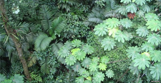 The reason leaves are different in size