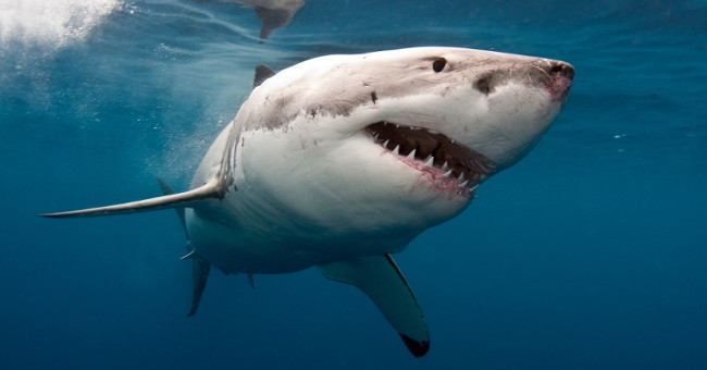 The reason no aquarium dares to feed