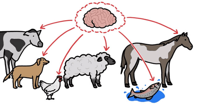 The reason that pets often have reduced brain