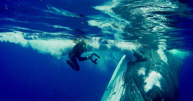 The reason the 23-ton whale uses the fins to protect, rescues the female diver from the shark
