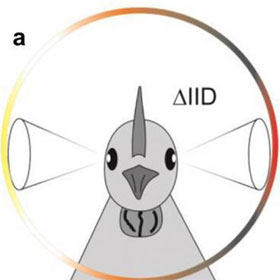 The reason the bird sounds is good even without an external ear
