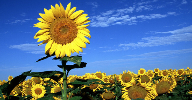The reason why sunflowers are facing the sun has been found